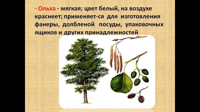 Древесина как природный материал