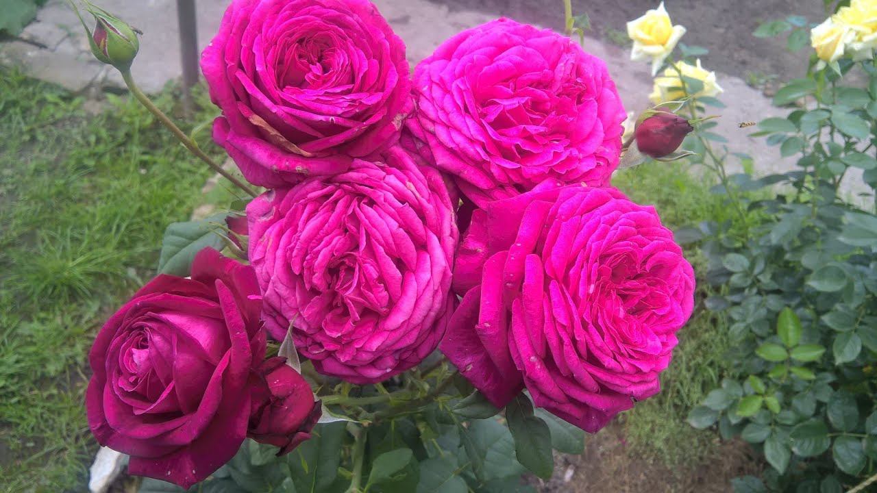 Выращиваем розы такие, как в Крыму, в средней полосе России. Схема подкормок роз. смотреть онлайн