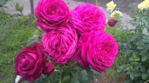 Выращиваем розы такие, как в Крыму, в средней полосе России. Схема подкормок роз.