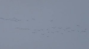 Гуси летят в теплые края осенью. Geese fly South