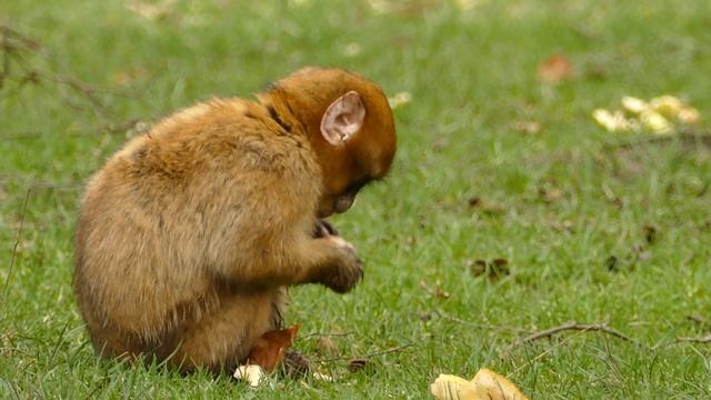 RELAX MUSIC ? 2021 Лес Звери Животные Раслобляющая Музыка ?ЛУЧШИЕ РЕЛАКС ТЕМЫ 2Х21? смотреть онлайн