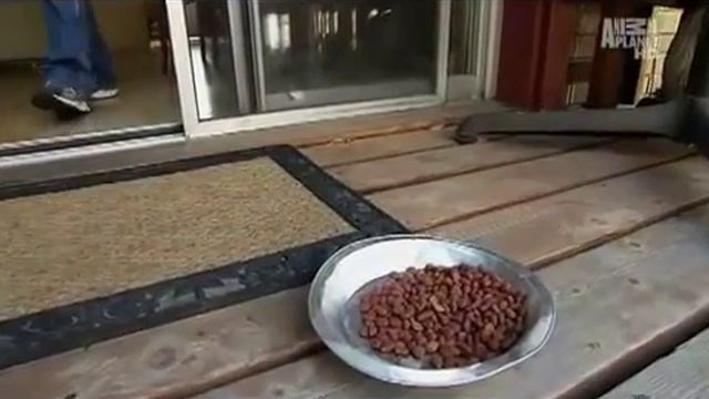 Балинезийская кошка Балинез - Все О Породе смотреть онлайн