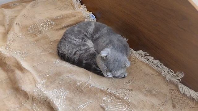 Виталик