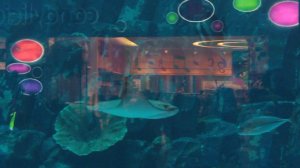 Аквариум - Океанариум в Дубае