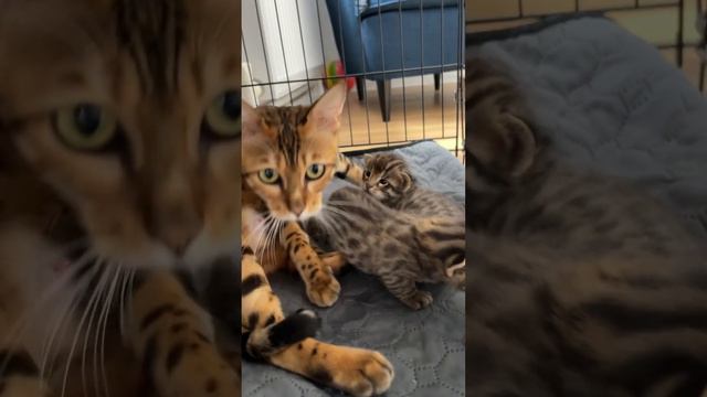 Тигрята АЛКф1 #алк #алкф1 #бенгалы #бенгальскиекотята #котики #котикиправятмиром #купикота #люксовы смотреть онлайн