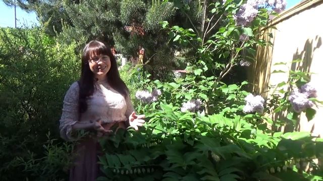 СИРЕНЬ. Посадка. Уход. Обрезка. Лучшие сорта! И как сформировать СИРЕНЬ на ШТАМБЕ своими руками!