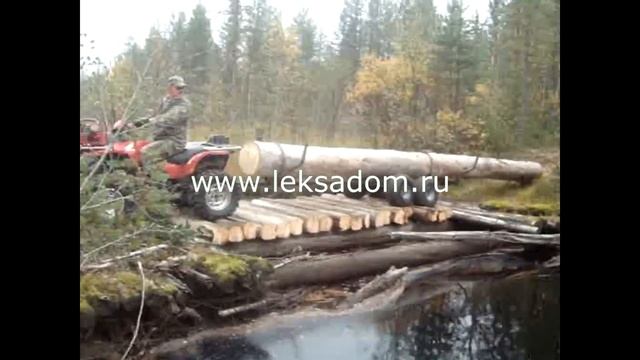Вывозка сухостойной сосны квадрациклами летом