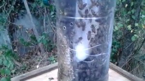 Нуклеус Джинн 2л заполнен пчёлами при помощи пакета .