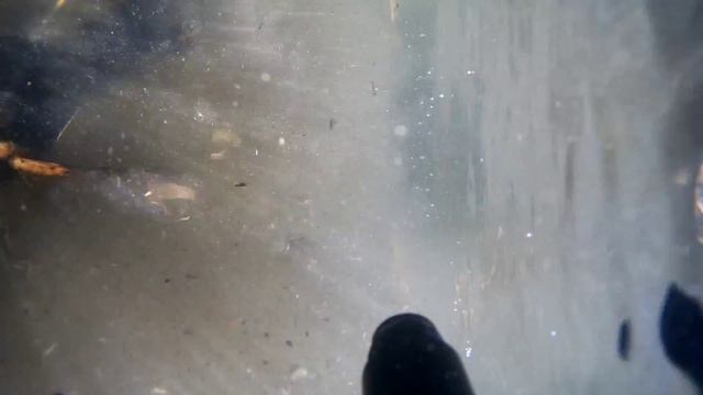 подводная охота в украине р.Ингул. снимал камерой SJ5000 смотреть онлайн