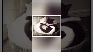 Чёрный кот песня ня смотреть всем