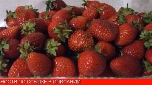 Клубника на подоконнике круглый год