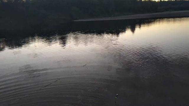 Жерех. Рыбалка на острове. Батю покусали осы, но мы не унываем. смотреть онлайн