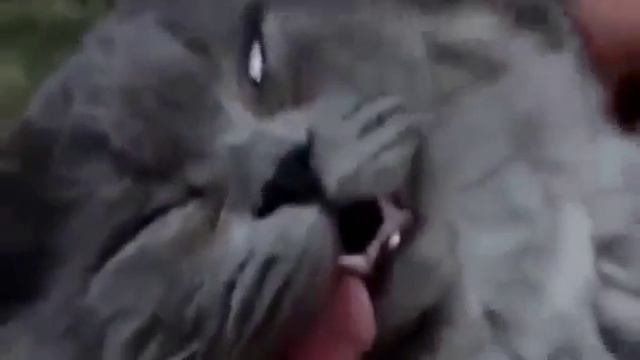 Ну очень смешной кот! Ржака! смотреть онлайн