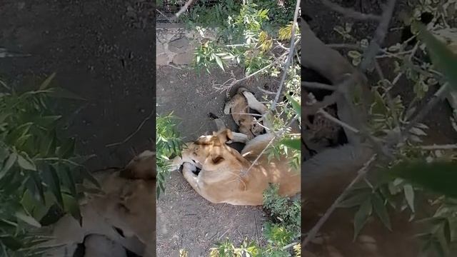 Зоопарк Сказка. Ялта. 31 июля 2020 смотреть онлайн