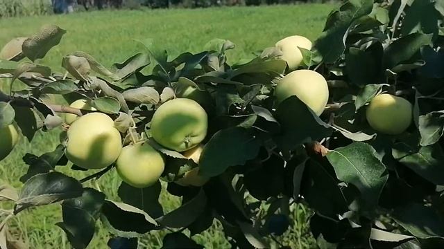 Белый налив на 109 подвои смотреть онлайн