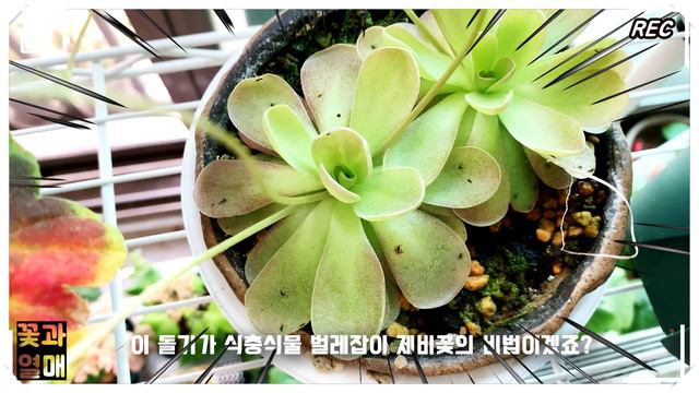 (식충식물#03)_🌷벌레잡이제비꽃, 요한나(Johanna) 성장기 식충식물🌱 insectivorous plants,Carnivore, butterwort, Pinguicula смотреть онлайн