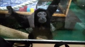 Пока у гиббонов уборка они прыгают по всему вольеру 01.03.2024