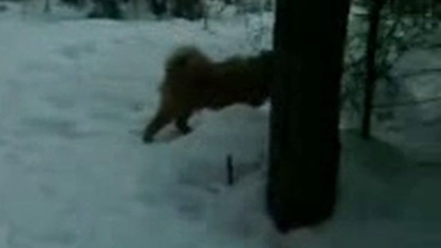 ЧАУ ЧАУ ЮШАН В ЛЕСУ смотреть онлайн