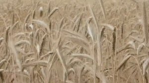 Славянская музыка | Пробуждающая музыка | Зов предков