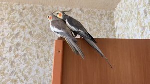 Купили мальчика // самец и самка корелла // знакомство // пара корелл