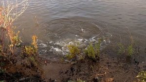 АТАКА СОМА на БЛЕСНУ