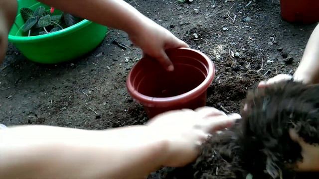 HARVESTING EPISCIA PLANT and PROPAGATE with my little girl PLANTITA смотреть онлайн