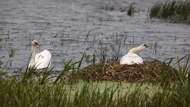 Песня о Стрелецкой степи (автор - Однодворцев Е.И.) смотреть онлайн