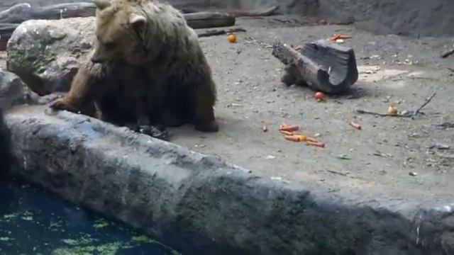 Ворона и медведь смотреть онлайн