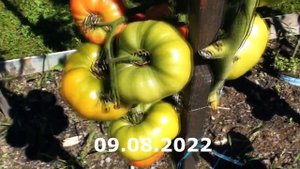 Томат Юсуповские сочное вкусное нежное воспоминание детства