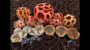 Виртуальная экскурсия 3 класс "В царстве грибов"