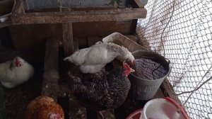 Содержание кур и индюков зимой в -30 на Урале