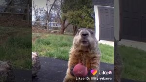 Бобр рыгает ?