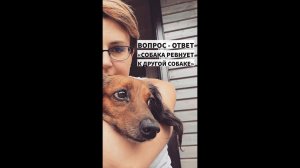 Собака ревнует к другой собаке