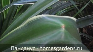 Панданус или винтовая пальма