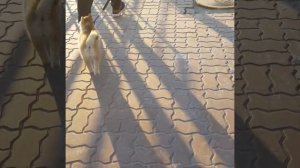 щенок лает на большую собаку