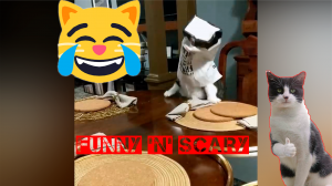 Смешные котики | Смешное видео | Приколы 2022