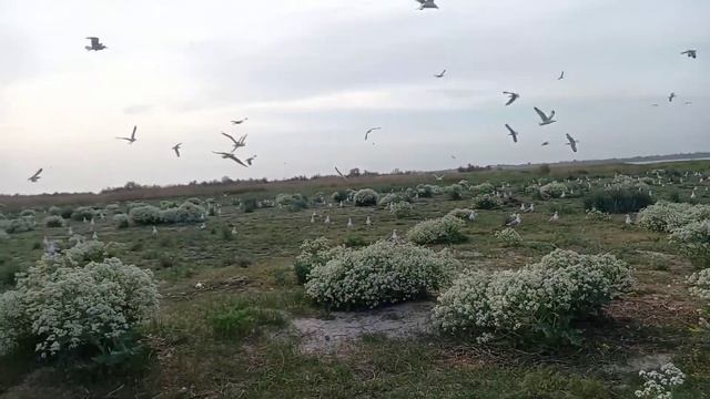 Птенцы у чаек. смотреть онлайн