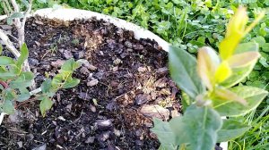 Как голубика готовится к зимовке? как укрыть голубику на зиму? голубика уход зимой