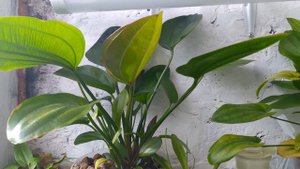 ЭХИНОДОРУСЫ ПОДРОСЛИ