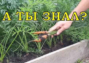 Крупная, сладкая и ровная МОРКОВКА - это реальность???
