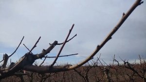 Наш сад персика Редхейвен