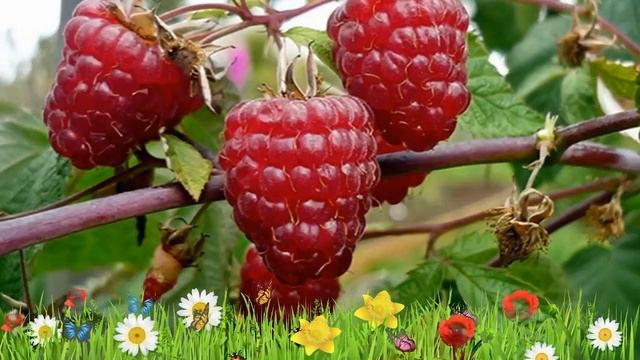 Малина крупноплодная Феномен ? Обзор: посадка и уход. крупномеры малины: описание и особенности смотреть онлайн