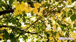 bird ?Turdus philomelos птицаДРОЗДпевчий dandelion officinalis sunny☀️ day одуванчик лекарственный☀