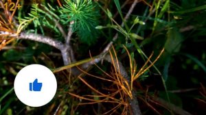 Каждый дачник должен знать! Обработка сада осенью от вредителей и болезней: самый правильный подход