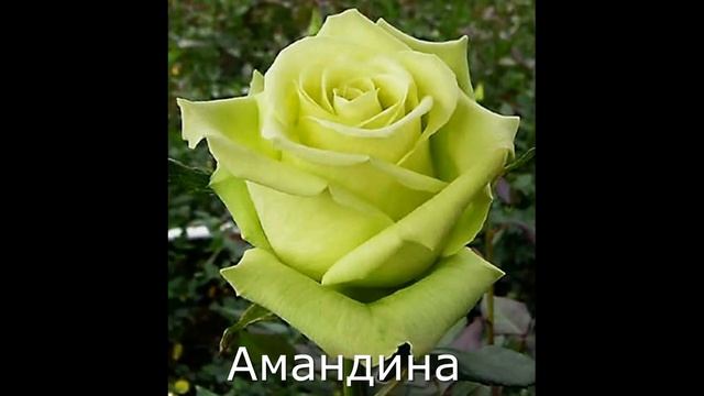 Каталог самых лучших саженцев роз на весну 2024 смотреть онлайн