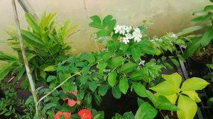 Мурайя Гималайская.Цветение лето 2020