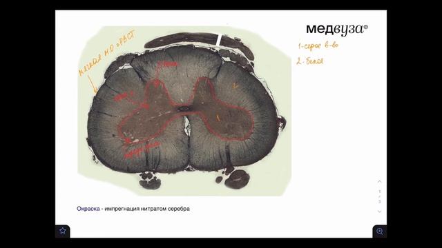 Спинной мозг | Разбор гистологического препарата