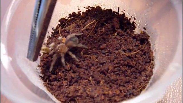 Brachypelma Smithi. Кормление паука-птицееда. смотреть онлайн