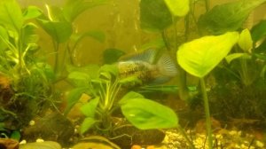 Нанокары электро Блю икра в общем аквариуме нерест