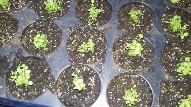 ПИКИРОВКА ЛОБЕЛИИ ПОСЛЕ ВСХОДОВ. смотреть онлайн